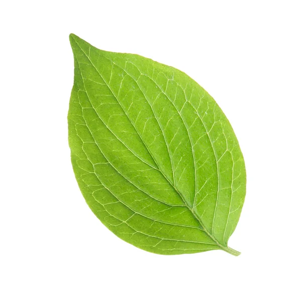 Green fresh leaf Stock Photo