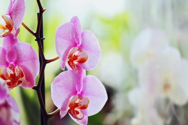 Mor orkideler portre
