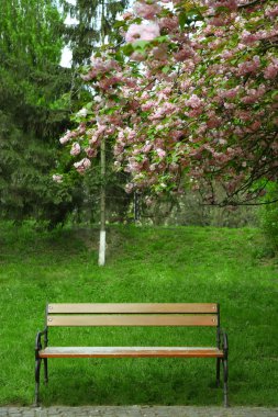 yeşil bir parkta bankta