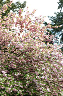 Sakura çiçek yakın çekim