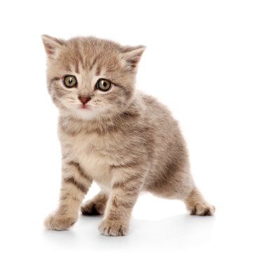 küçük şirin kedi yavrusu