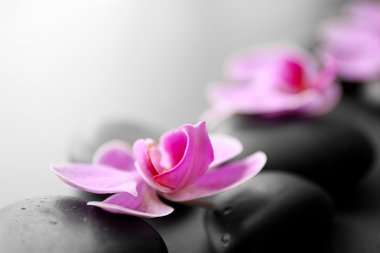 Spa taşlar ve orkide 