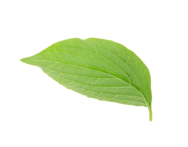 Hoja fresca verde — Foto de Stock