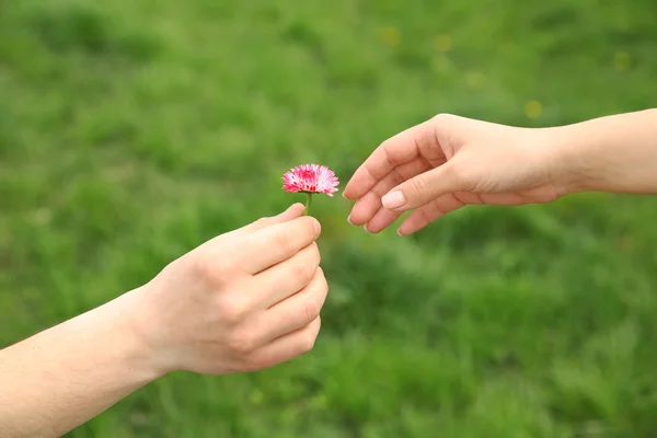 Mani con fiore di margherita — Foto Stock