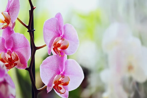 Orchidées pourpres gros plan — Photo