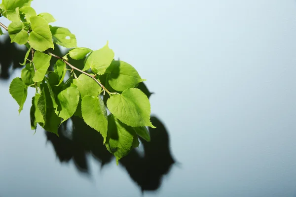 Takje boom op achtergrond — Stockfoto