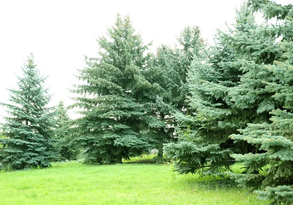 Kiefern im Park — Stockfoto