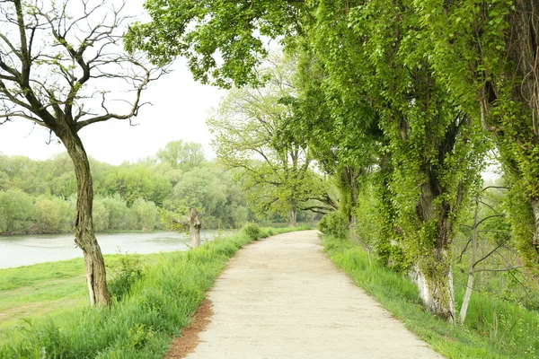 Fußweg in einem grünen Park — Stockfoto