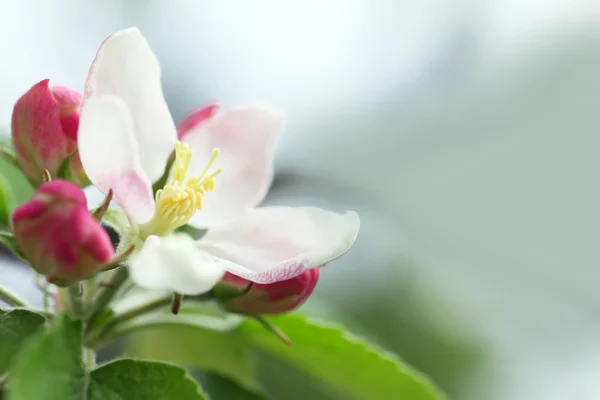 Spring blooming branches — Stock Photo, Image