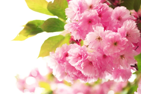 Sakura blommor på nära håll — Stockfoto