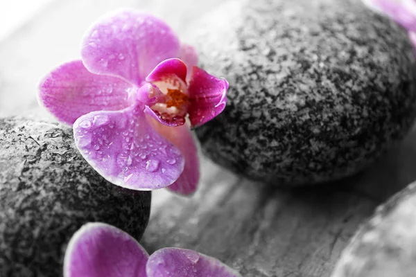 Piedras de spa y orquídeas —  Fotos de Stock