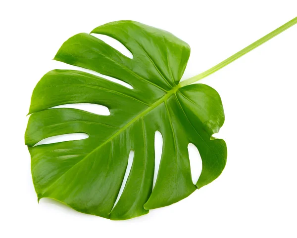 Hoja de monstera verde — Foto de Stock