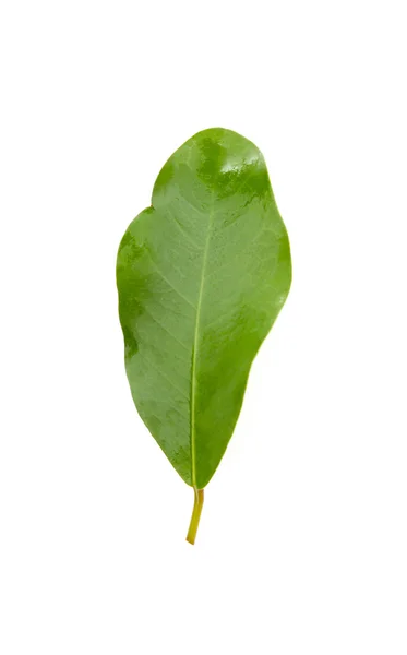 Zelený čerstvý list — Stock fotografie
