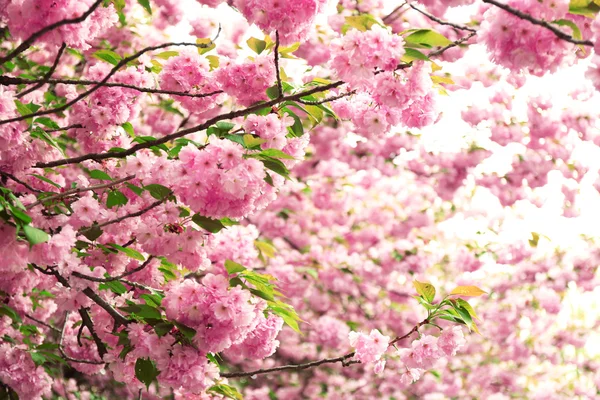 Sakura kwiaty z bliska — Zdjęcie stockowe