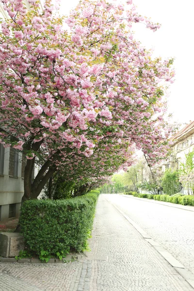 Blossoming pink sakura trees — Stock Photo, Image