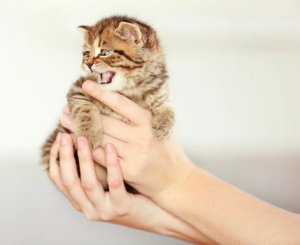 Mujer sosteniendo pequeño gatito —  Fotos de Stock