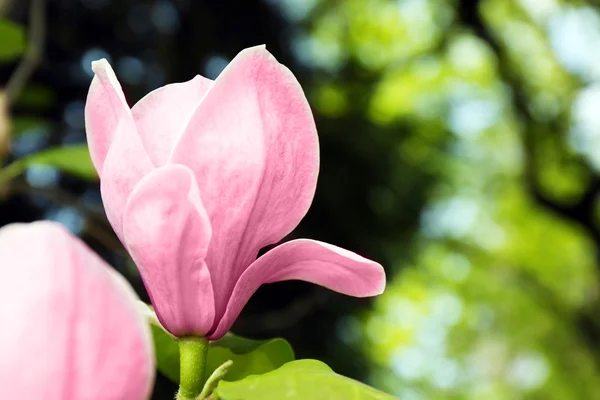 Magnolienblüte — Stockfoto