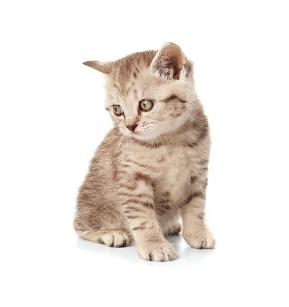 Pequeno gatinho bonito — Fotografia de Stock