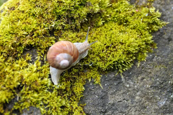 苔に大きなカタツムリ — ストック写真