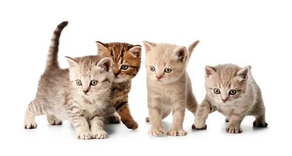 Small cute kittens — Stock Photo, Image