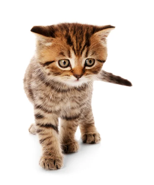 Small cute kitten — Stock Photo, Image