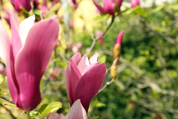 Flor de árbol de magnolia — Foto de Stock