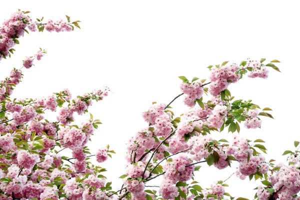 Sakura flores fechar — Fotografia de Stock
