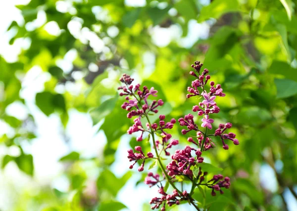 紫色丁香花 — 图库照片