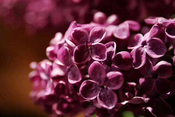 美丽的紫色淡紫色 — 图库照片