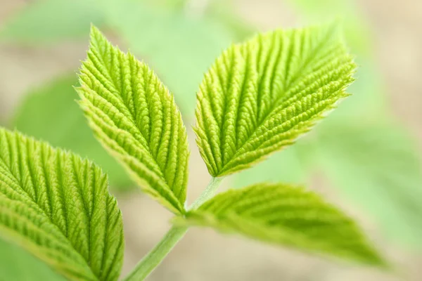 Färska gröna blad — Stockfoto