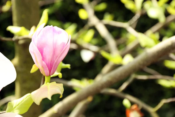 Flor de árbol de magnolia — Foto de Stock