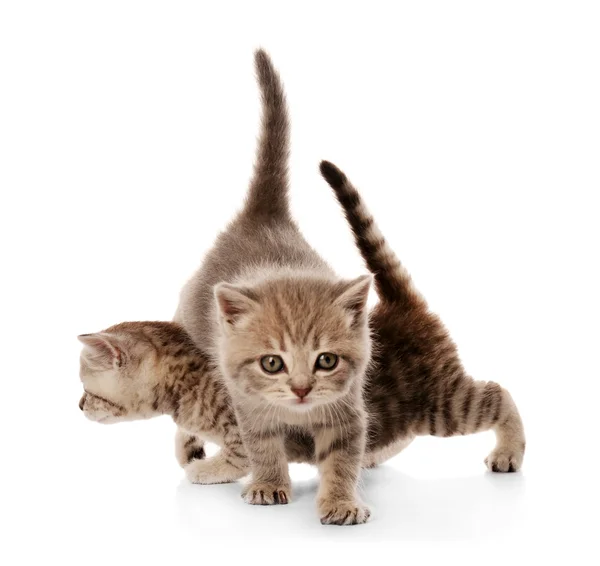 Small cute kittens — Stock Photo, Image