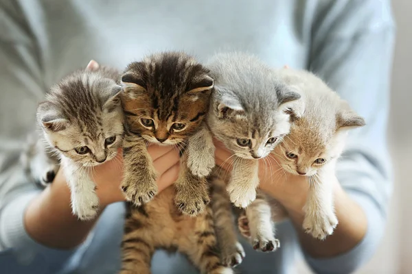 Μικρά χαριτωμένα γατάκια — Φωτογραφία Αρχείου
