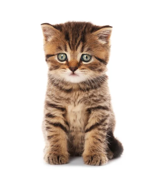 ลูกแมวน่ารักเล็ก ๆ — ภาพถ่ายสต็อก