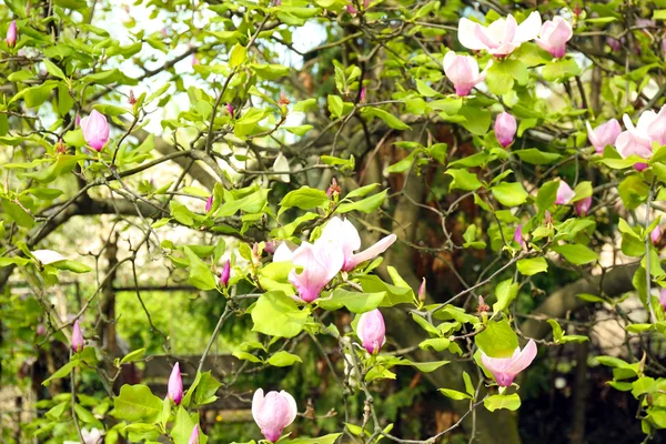 Magnolia boom bloesem — Stockfoto