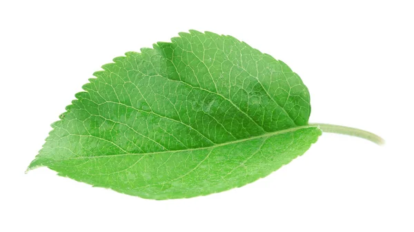 Grünes frisches Blatt — Stockfoto