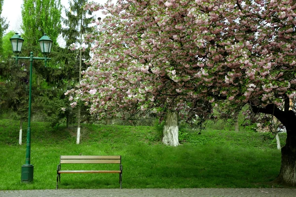 坐在一个绿色的公园长椅 — 图库照片