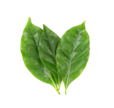 Yeşil taze yaprakları