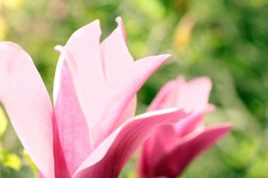 Manolya ağacı çiçeği