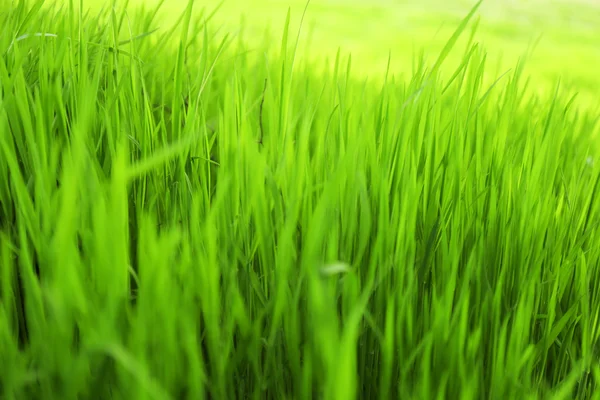 Grama verde colorido — Fotografia de Stock