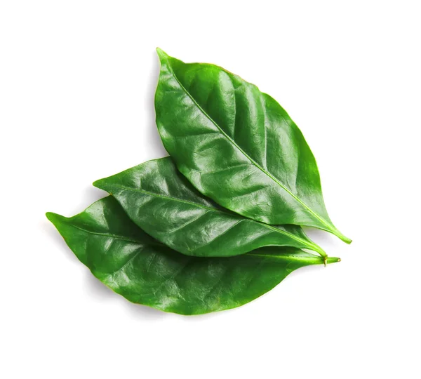Green fresh  leaves — Stock Photo, Image