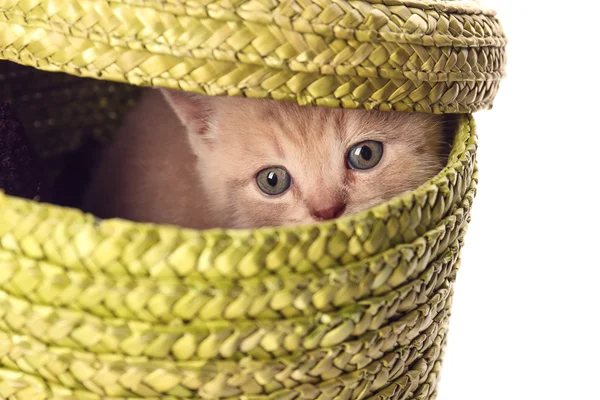 Маленький милый котенок в плетеной корзине — стоковое фото