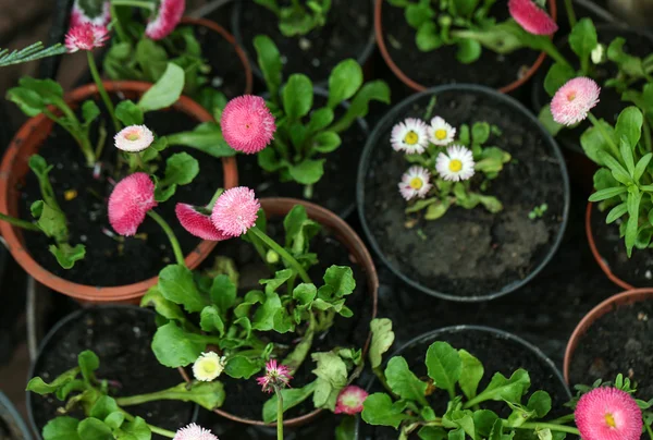 Schöne Blumen in Töpfen — Stockfoto