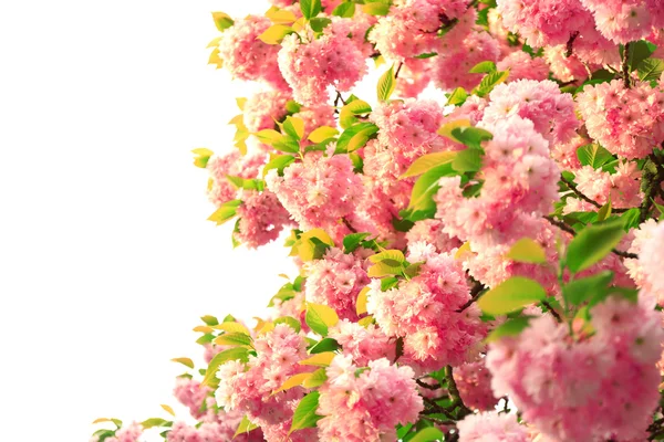 Sakura květiny zblízka — Stock fotografie
