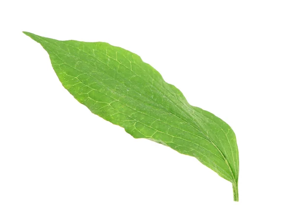 Verse groene blad — Stockfoto