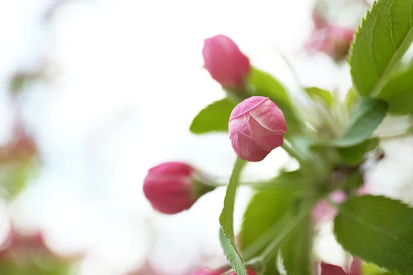 Flores de flor de cerezo — Foto de Stock