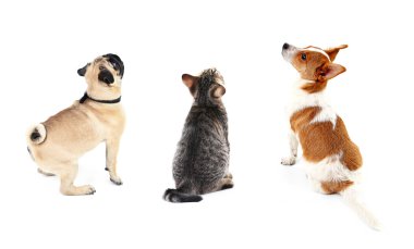 Kedi ve köpekler birlikte