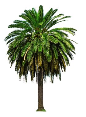 Hindistan cevizi palmiyesi 