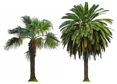 izole palmiye ağaçları