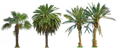 izole palmiye ağaçları